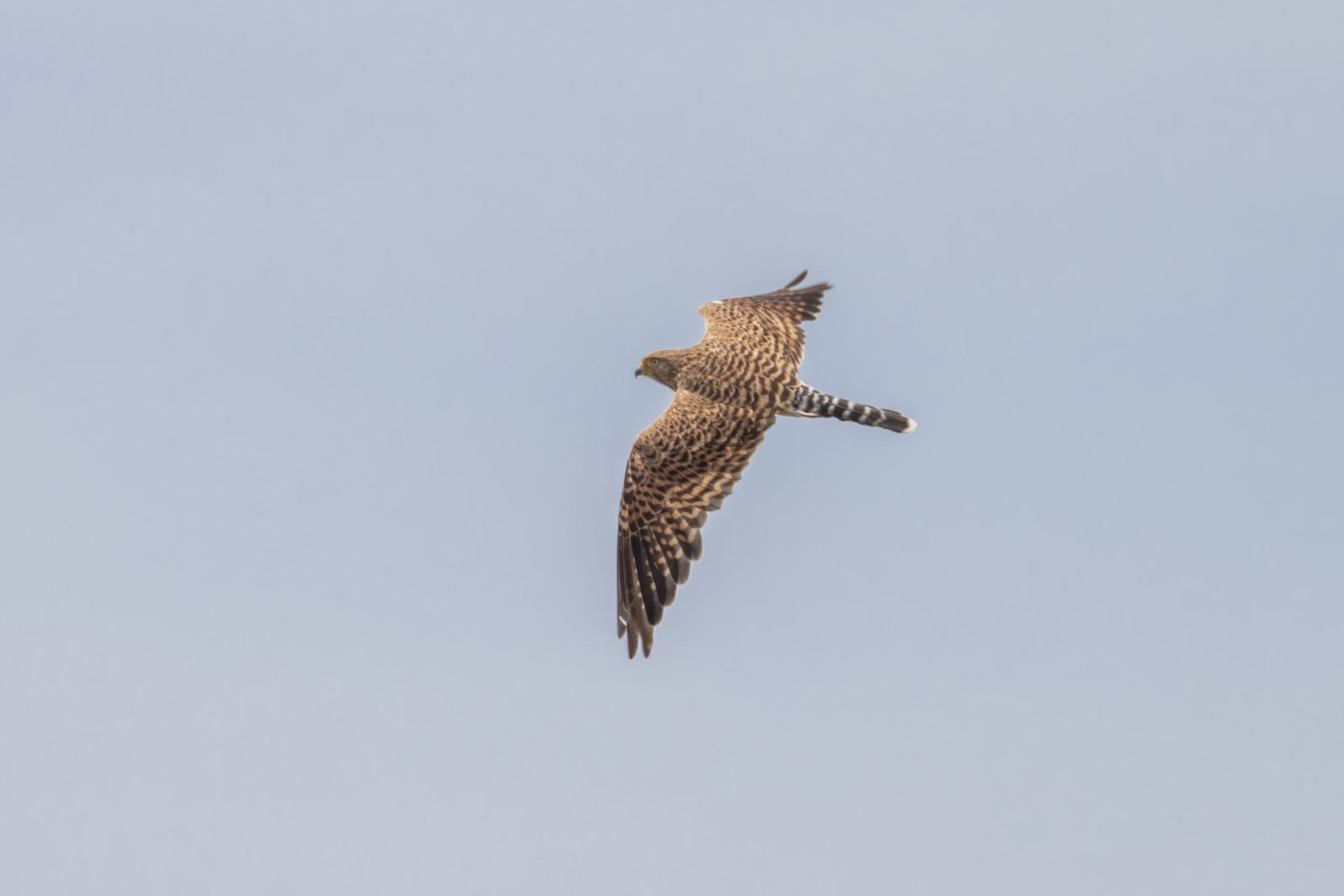 image Greater Kestrel